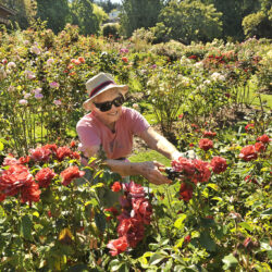 Park-Freiwillige, Freiwillige im Rosengarten des Point Defiance Park