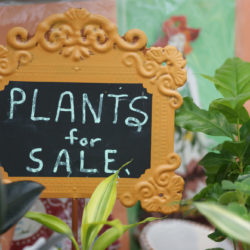 Conservatory Gift Shop 4