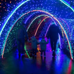 PDZA Zoolights