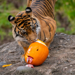 pumpkin days at the zoo