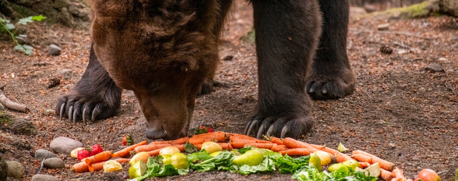 Grizzly bear standing next to colorful vegetables.